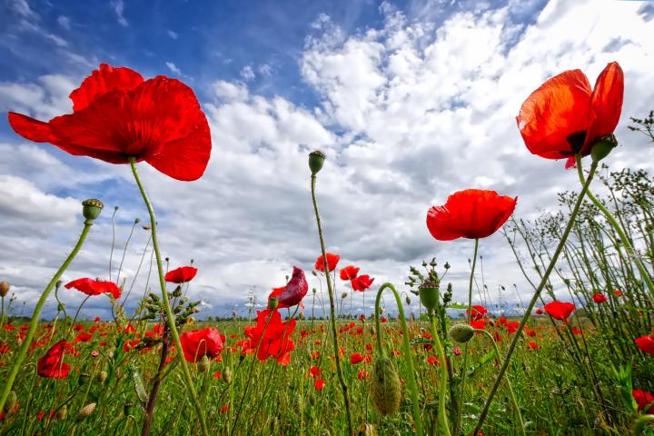 memorial day poppies